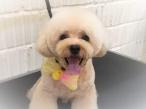 ミックス犬