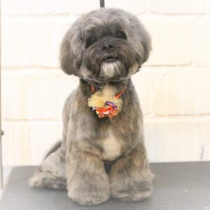 MIX犬のトリミング