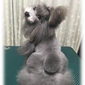 プードルのトリミング