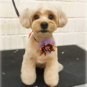 mix犬のトリミング